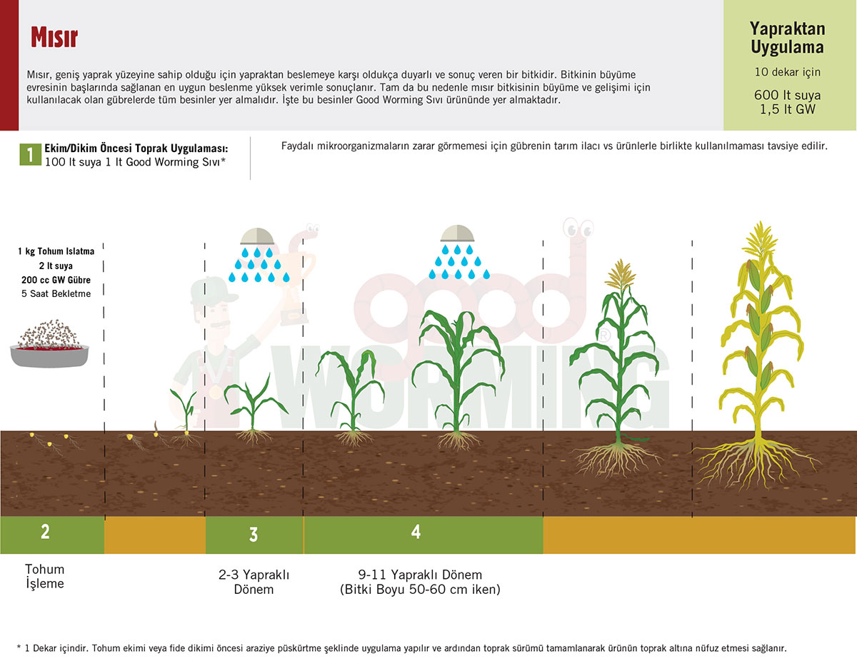 Misir tariminda sivi solucan gubresi
