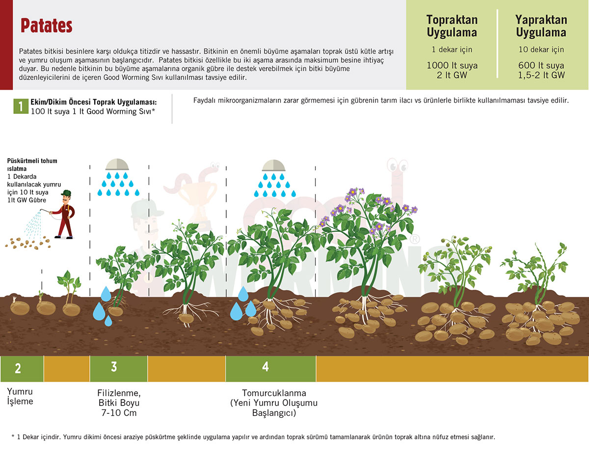 Patates tariminda sivi solucan gubresi