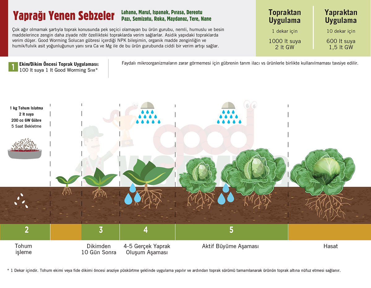 Lahana marul tariminda sivi solucan gubresi